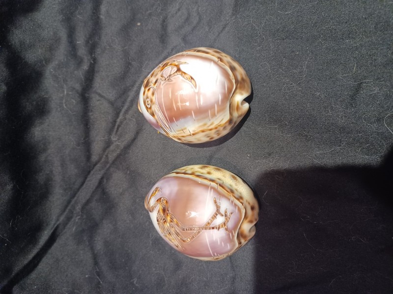 Carved Tiger Cowrie Sea Shells ~ Fish And Flamingo Lot of 2 - 3"