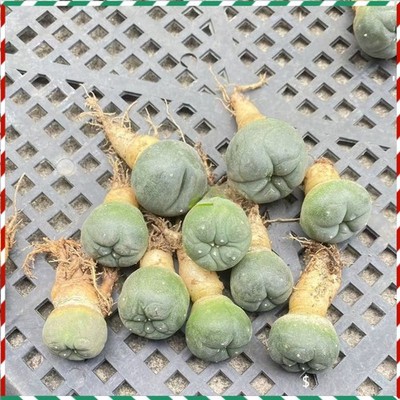 10pcs Succulent cactus home potted Garden beautiful Plants seedgrowth