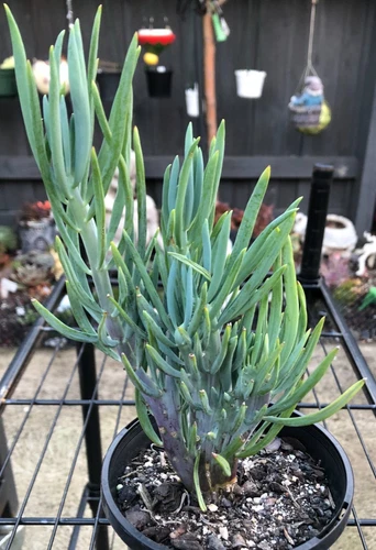 2. Senecio Nola's Pride  crested - succulent, cacti - Picture 1 of 2