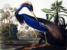 Louisiana Heron Accent Tile Mural Kitchen Bathroom Backsplash Marble Ceramic