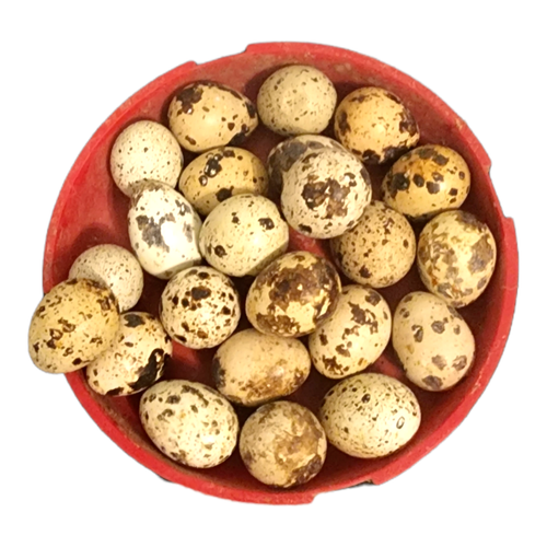 24+ Jumbo Brown/Celadon/whites and silver Coturnix Quail Eggs and meat
