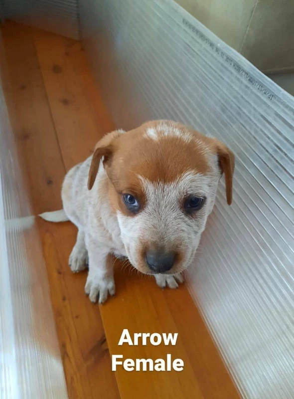 Blue X Red Cattle Dog Puppies X7 Dogs Puppies Gumtree Australia Blacktown Area Hebersham 1255395917