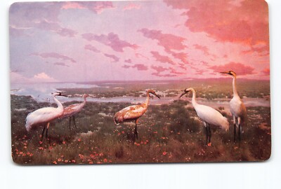 Whooping Crane Large Bird Wintering Ground Gulf Mexico Chrome Postcard Unposted