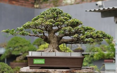 Big Sale - Bonsai Ficus Compacta B001 -  Unique Specimen - Real Picture