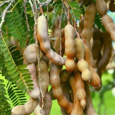 Sweet Tamarind Whole - Premium Quality Free shipping