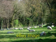 Photo 6x4 Field near East Hoe Manor Hambledon 4 c2009