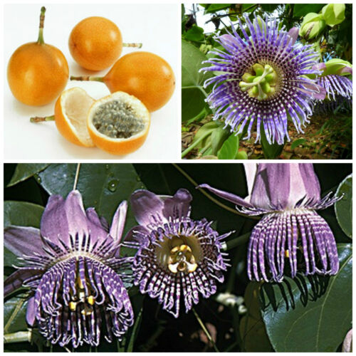 30 semi di Passiflora ligularis, frutto della passione, maracuja ,passion fruit - Foto 1 di 1