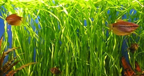18 Jungle Val Plants - Buy 2 Get 1 Free! Italian Vallisneria Live Aquarium Plants (Freshwater) 8 thumbnail image