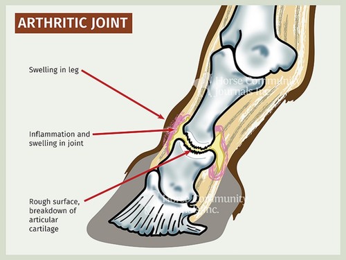 PARAR LOS DOLORES ARTRITIS EN CABALLOS arthitis osteoartritis MADE IN USA - Picture 4 of 5