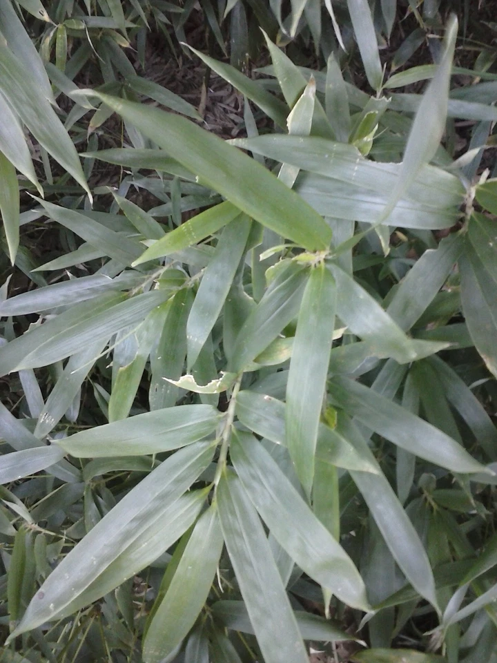 1-Bamboo/cane ""Arundinaria Gigantea" giant river cane(our native plant) On Sale - Image 2 of 4