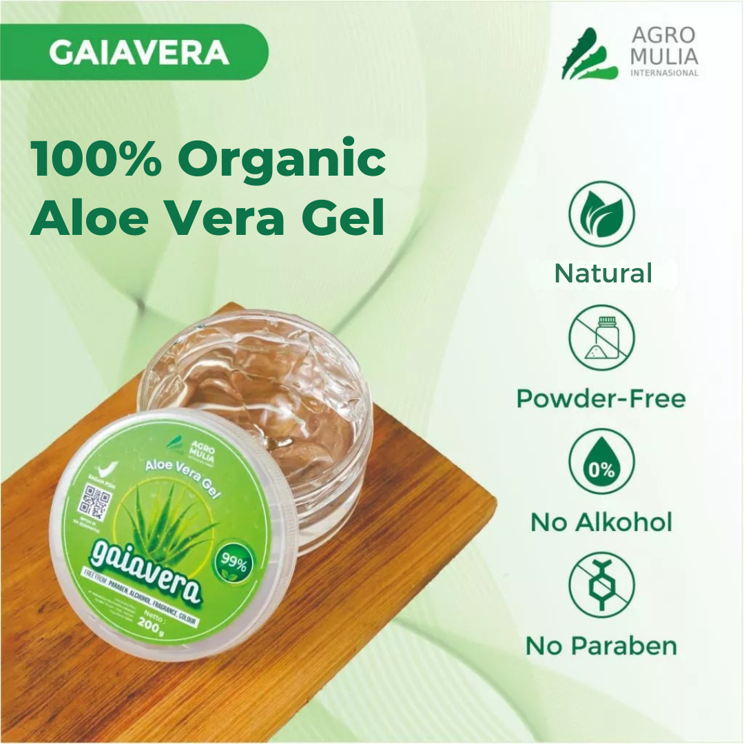 agave im kübel Agave 