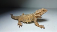 2014 NEW Collecta Animal Toy / Figure Bearded Dragon Lizard