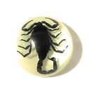 Real Insect Scorpion Magnet Glow in The Dark