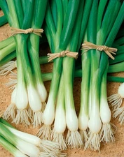 1,000 Heirloom Tokyo Long White Bunching Onion Scallion Seeds Non GMO Organic