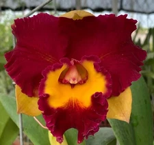 Rlc Cattleya Lady Gaga orchid 2" Pot