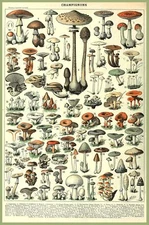 8331.Decoration Poster.Home Room wall design art print.Mushroom Science decor