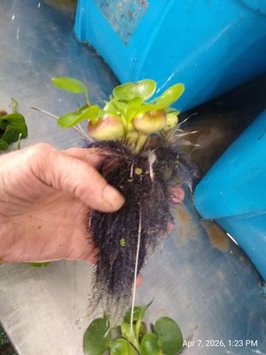 3, HELEN'S,WATER,HYACINTH,POND,BIOFILTER,PLANTS,100%,ORGANIC.GROWN,PA#OOO5DL