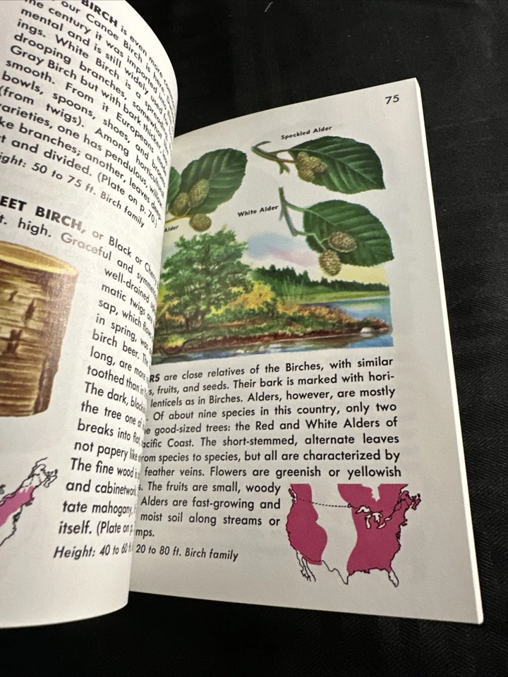 A Golden Guide to Familiar American Trees 1987 Full Color Vintage Book. - Image 3 of 4