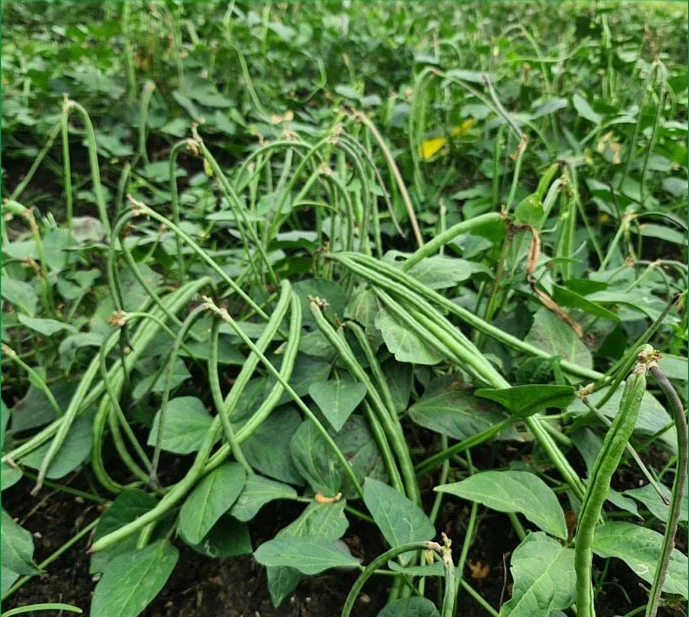 Semillas de frijol verde largo Bush | Đậu Đũa Bụi Ngọt | Sin OGM Foto 2 de 4