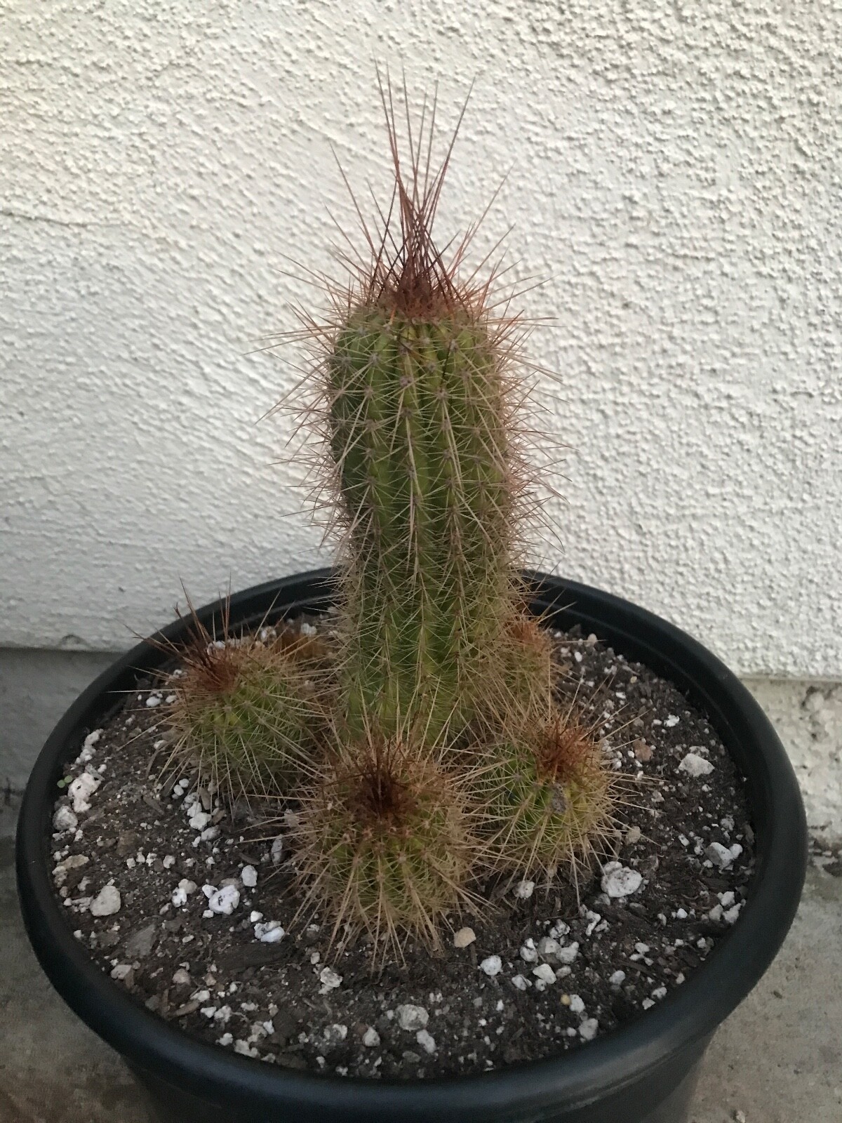 large, 6 heads Tricholobivia , Trumpet Flower Cactus "PINKY" G59 eBay