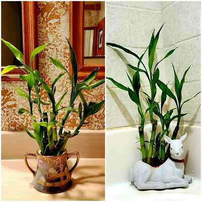 7 Lucky Bamboo Plant seeds, Feng Shui, GIFT, Live Plant Seeds Wedding  Favors | eBay