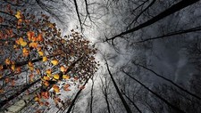 Landscape nature trees forest branch leaves fall sky Custom Gaming Mat Desk