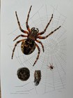Araneus ocellatus spider insect print. antique and vintage zoology and biology