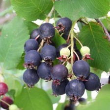 Saskatoon Serviceberry, Amelanchier alnifolia, Seeds