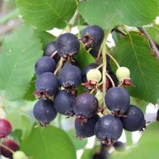Saskatoon Serviceberry, Amelanchier alnifolia, Seeds (Edible, Fall Color, Hardy)