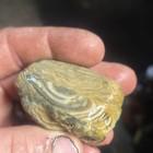 3 Pieces South Dakota Prairie Agate Rough, Lapidary Cabbing, 8.7oz Total — photo 3