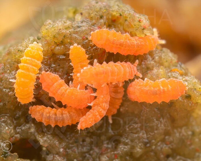 30+ Orange Springtails (Yuukianura Aphoruroides) -Exotic Live BioActive Culture.