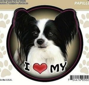 i love my papillon