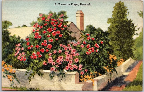 Paget Bermuda, Britische Insel, Ecke in Paget, Blumengarten, Vintage Postkarte