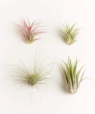 | Assorted Collection | Variety of Species, Tropical House Plant for Home Décor,