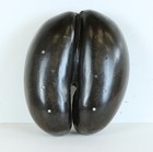 Panier à coco de mer sculpté XIXème
