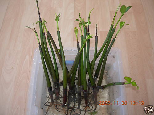 Red Mangrove Plant Rooted 7-12" Long 4-6 Months Old X1 OFFER ON BUY 1 GET 1 FREE - Picture 3 of 3