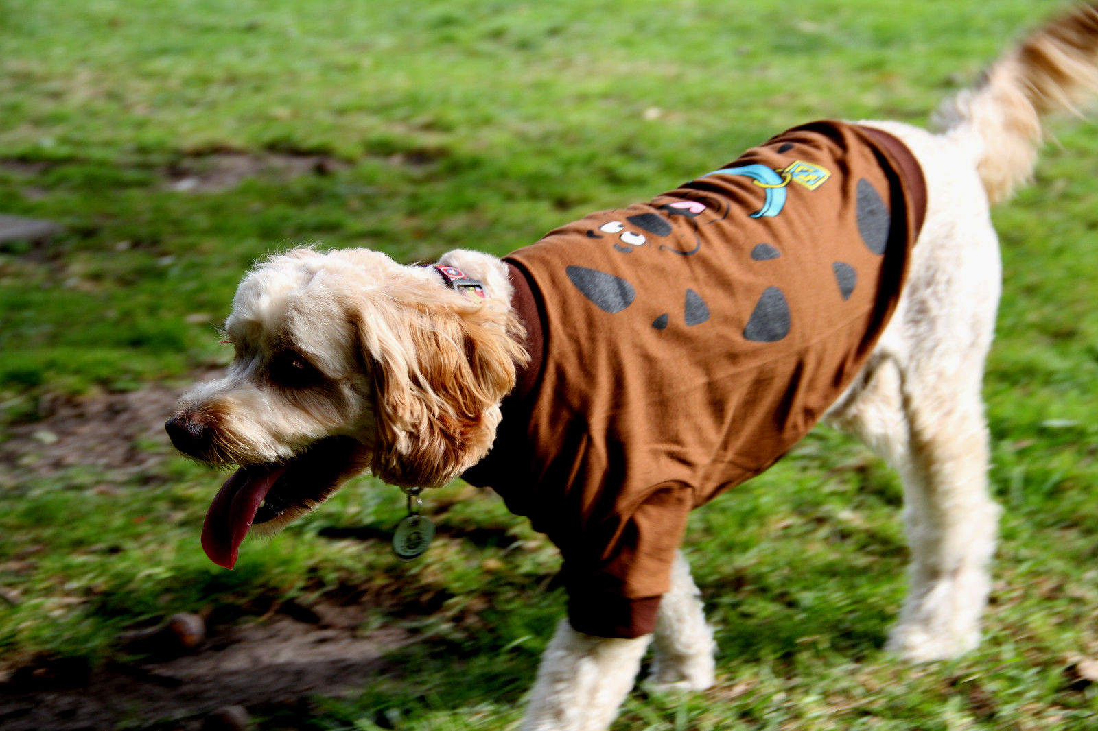 NEW SCOOBY DOO DOG SHIRT clothes 20cm XSMALL to 25cm small size dog