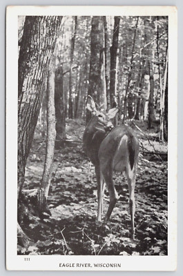 Postcard Eagle River Wisconsin White Tail Deer Posted 1946