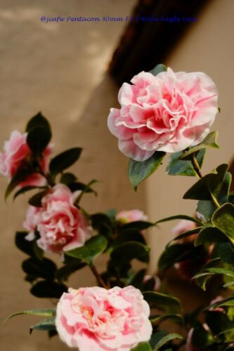 PENTACON 30mm f3.5 M42 with adapter 1000 yen discount | eBay