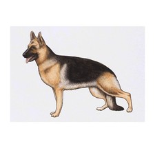 'German Shepherd' Temporary Tattoos / Transfers TO00028236