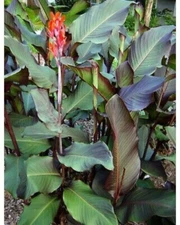 Canna indica Red!  EDIBLE AND BEATIFUL!  1 Rhizome!