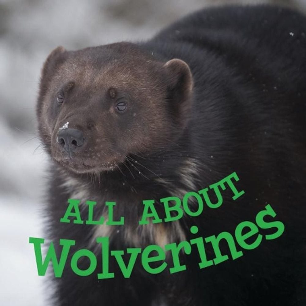 All about Wolverines: English Edition by Jordan Hoffman (English) Paperback Book