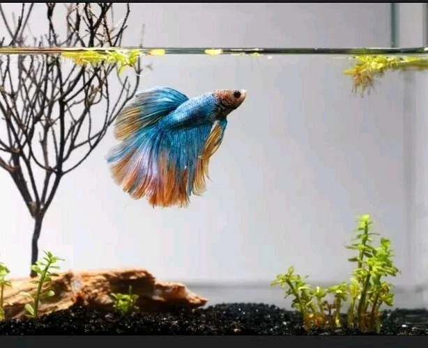 50 Catappa Dry Leaves Ketapang Indian Almond 15-22cm Premium Select for Betta - Image 2 of 3