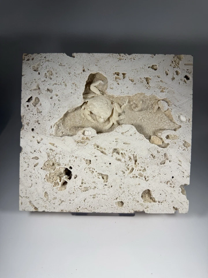 1.75 Inch Travertine Crab Fossil Turkey, Fossil Travertine Crab Potamon - Image 2 of 4