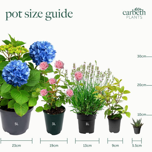 Chaenomeles 3 Plant Mix in 9cm Pots - Flowering Quince - Ready to Plant - Picture 6 of 7