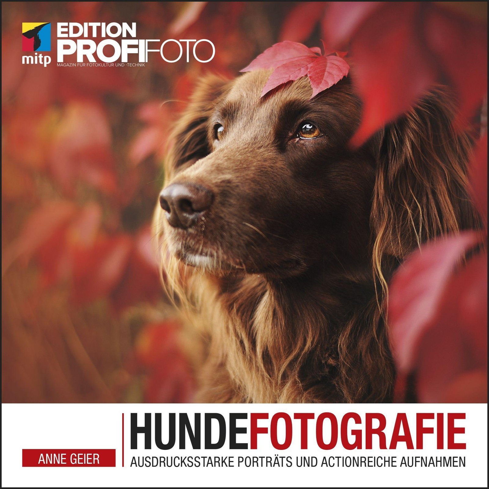 Hundefotografie Anne Geier