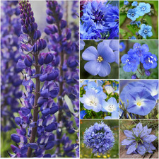 Wildflower Seeds Dazzling Blue Variety | 2 Ounce 30,000+ Seeds 10 Varieties Annu 137.92 per gallon