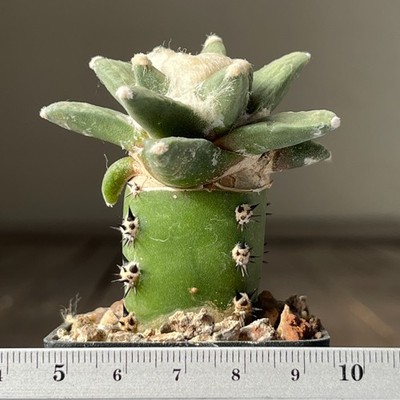 28-463  Cactus retusus scapharostroides, PP232, Villa Juares, SLP, grafted