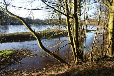Foto A2 Bäume am Fluss Eden in Tib Wood Glassonby Der Fluss ist noch c2014