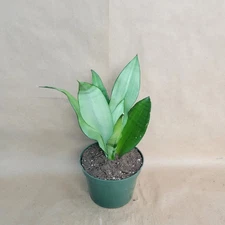 Sansevieria Moonshine Snake Plant – 4” Pot Easy Care Air Purifying Houseplant
